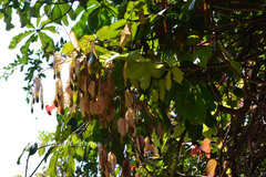 Spatholobus purpureus